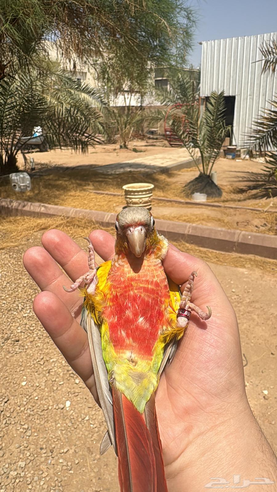 Kinyor Pineapple Red Factor64500937338371112