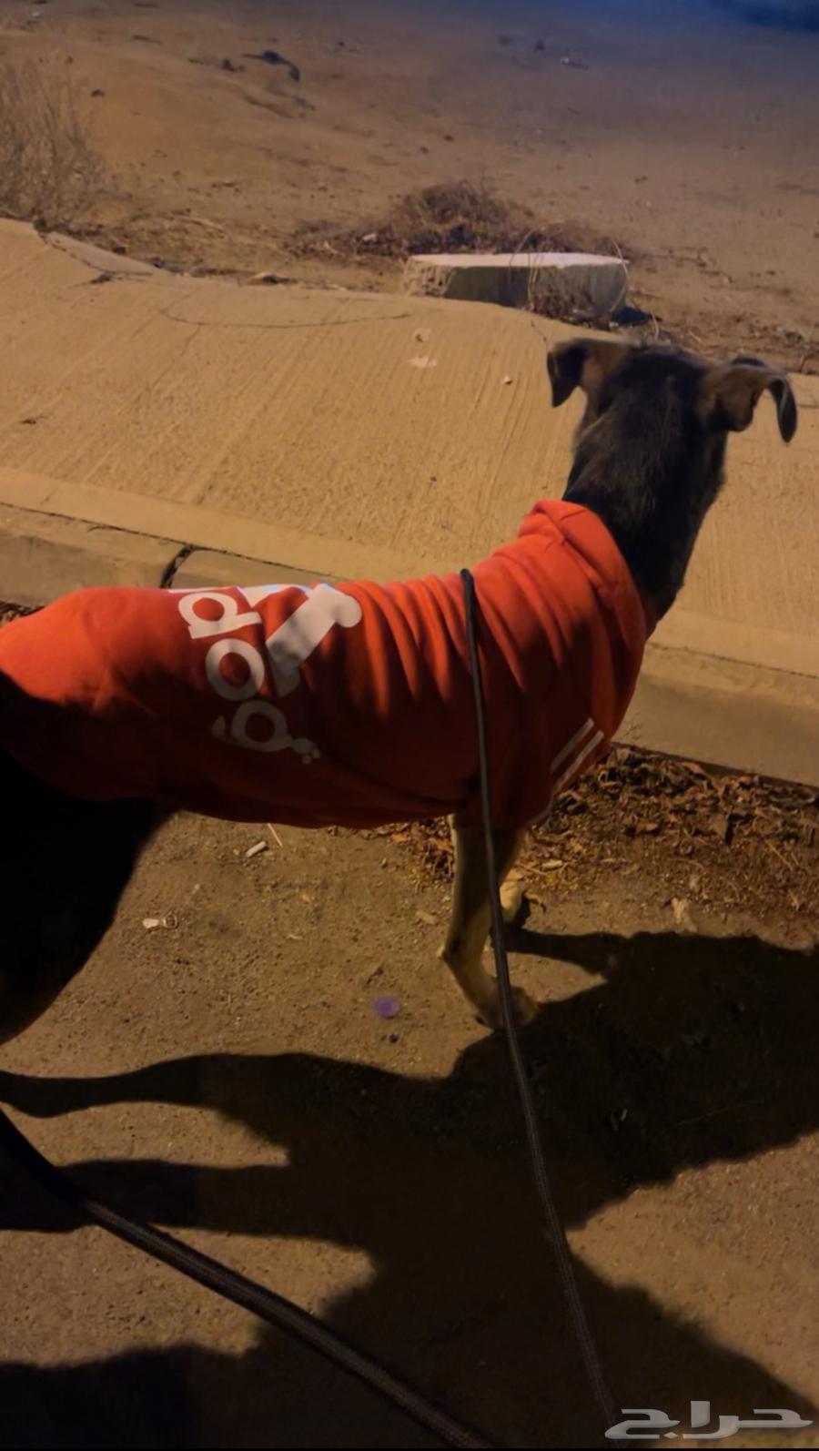 انثى هجينة سلق على جيرمن64501857942273113