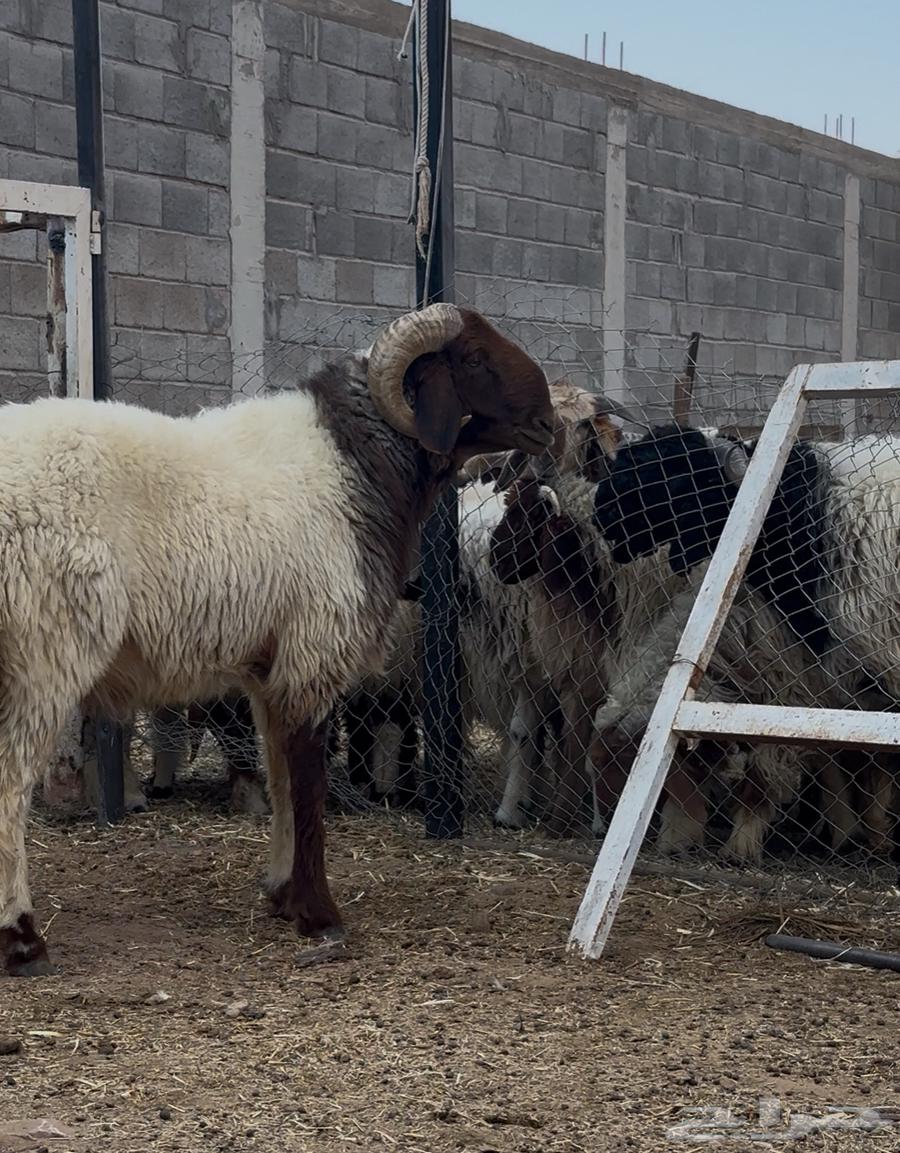 للبيع فحل نعيمي رباع جبر64448726817667113