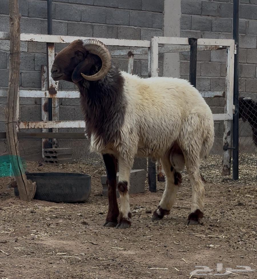 للبيع فحل نعيمي رباع جبر64448726817667114