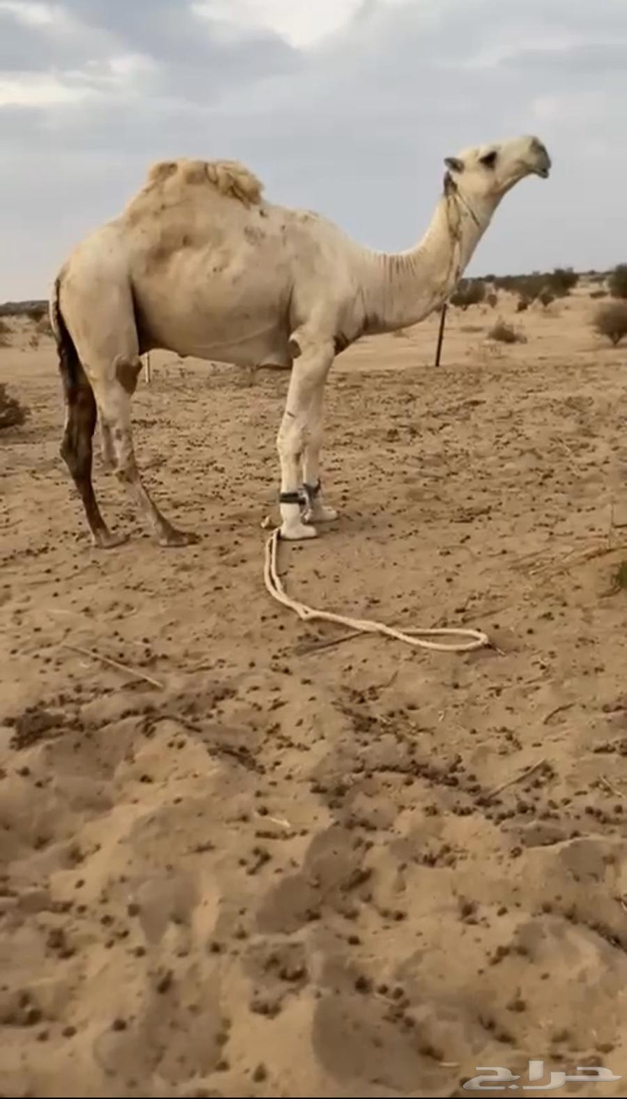 بعير اوضح ابوه من بعارين الفصام64497703428609110