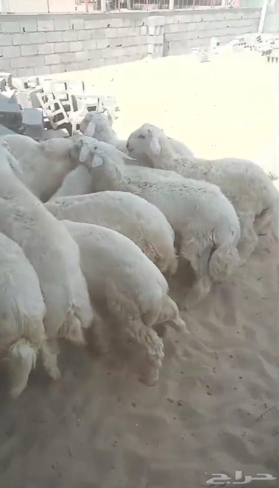 عرض خاص بمناسبة اليوم الوطني .. طليان حريه64500201455745110