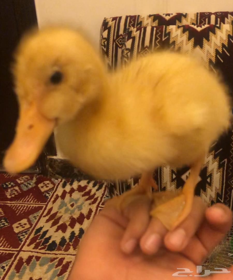 بط للبيع64501104748162112