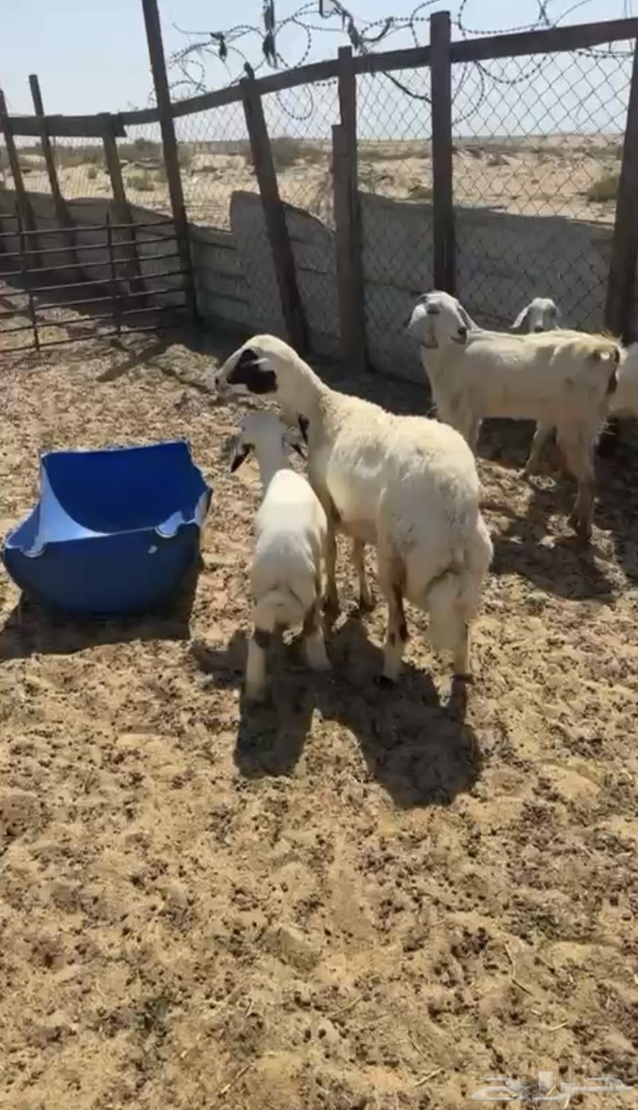 Raghaith Salimah from everything64501524060291114