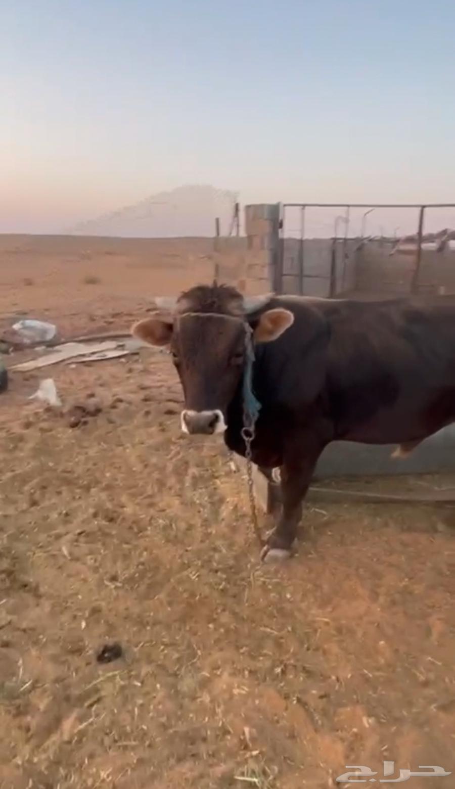 ثور مشروك الماني و بلدي64498979811457110