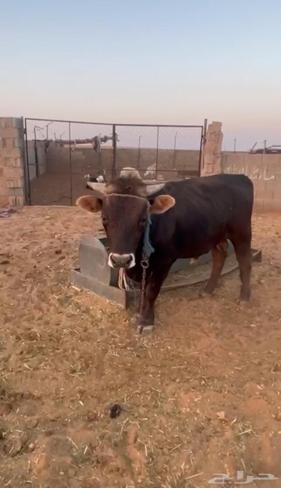 ثور مشروك الماني و بلدي64498979811457111