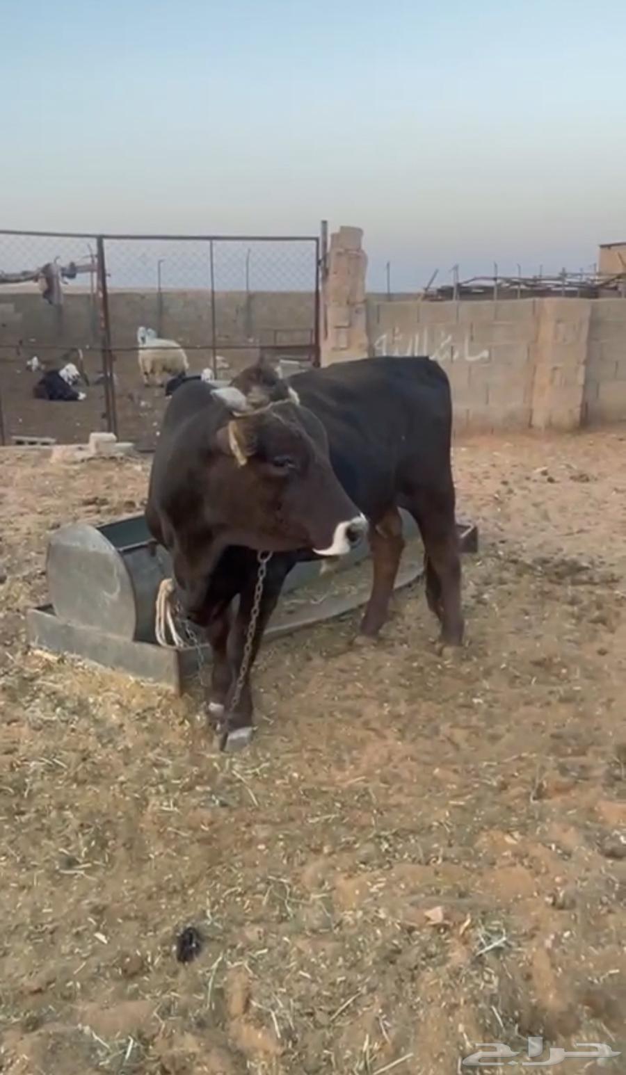 ثور مشروك الماني و بلدي64498979811457113