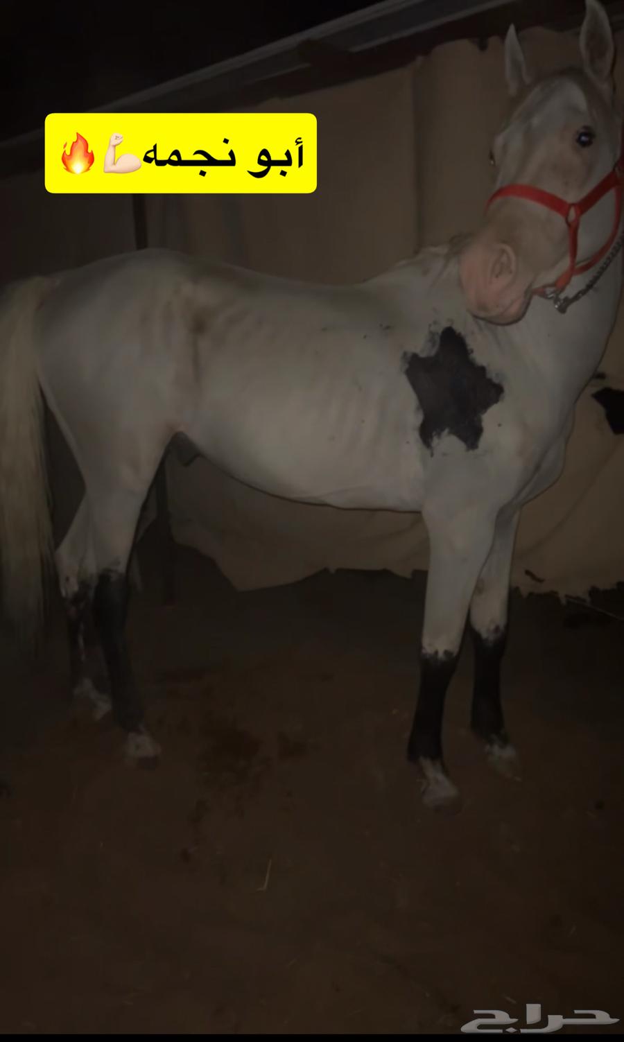 حصان مصري بيور مميز64498439166979112