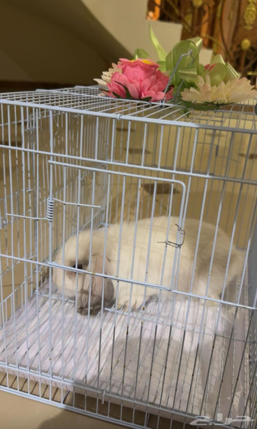 Dutch Holland Lop rabbit imported from the Netherlands for sale, two months old, price 20064500049805955110