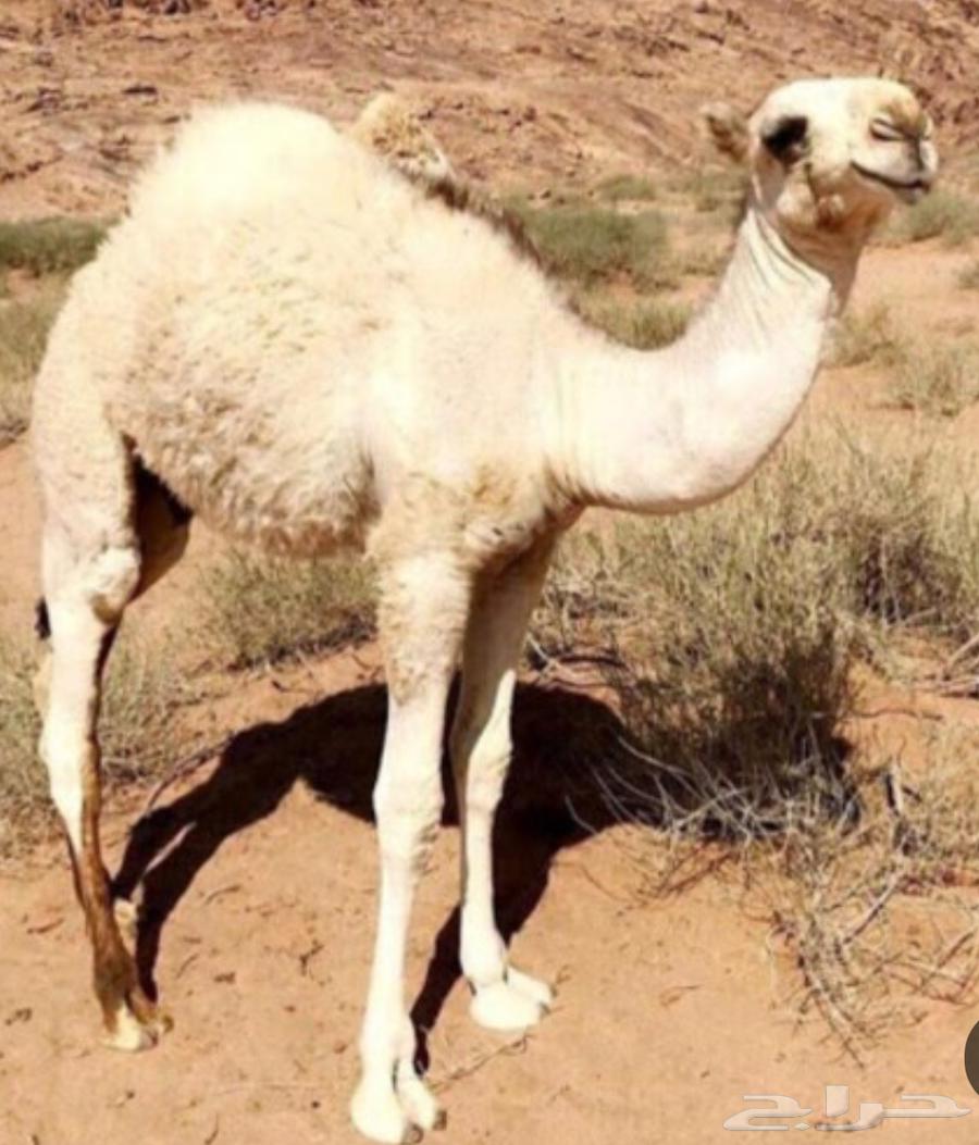 للبيع قعدان حواشي لباني64496681941635110