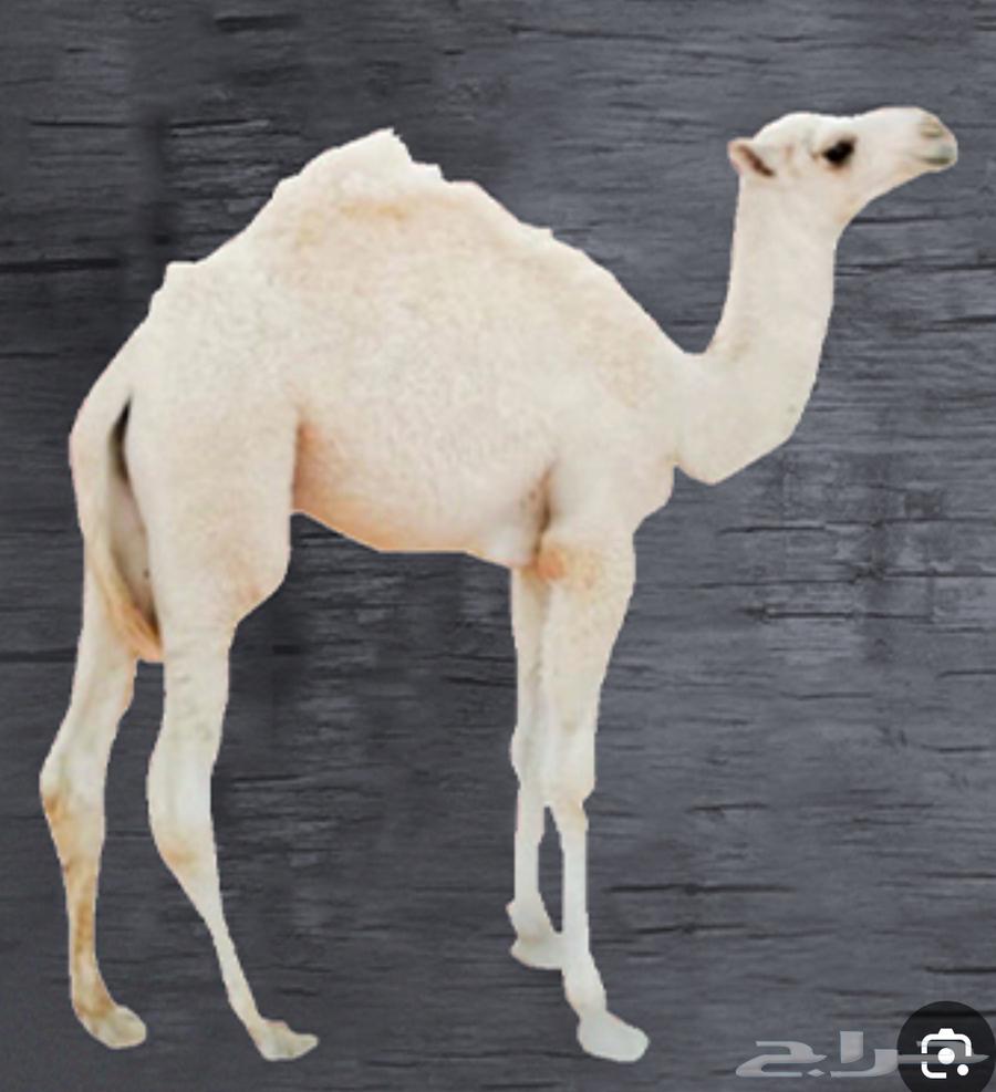 للبيع قعدان حواشي لباني64496681941635111