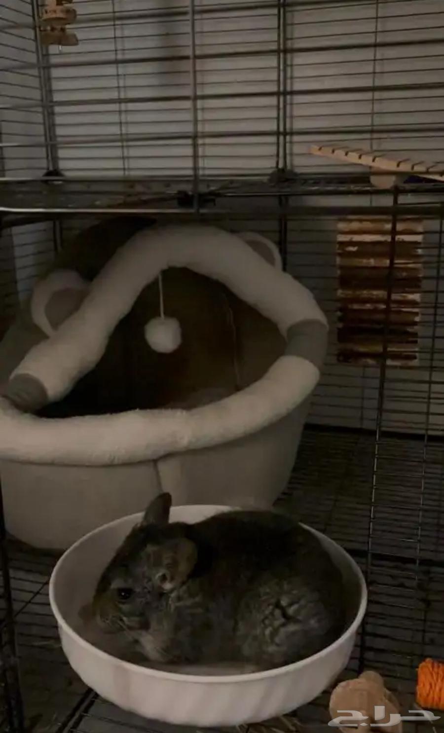 انثى شنشيلا64496986288514113