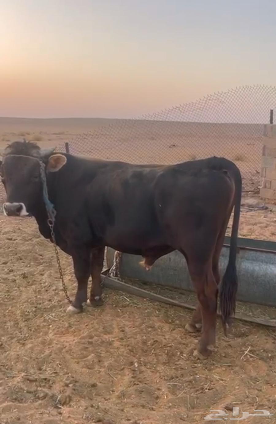 ثور مشروك الماني و بلدي64498979811457112