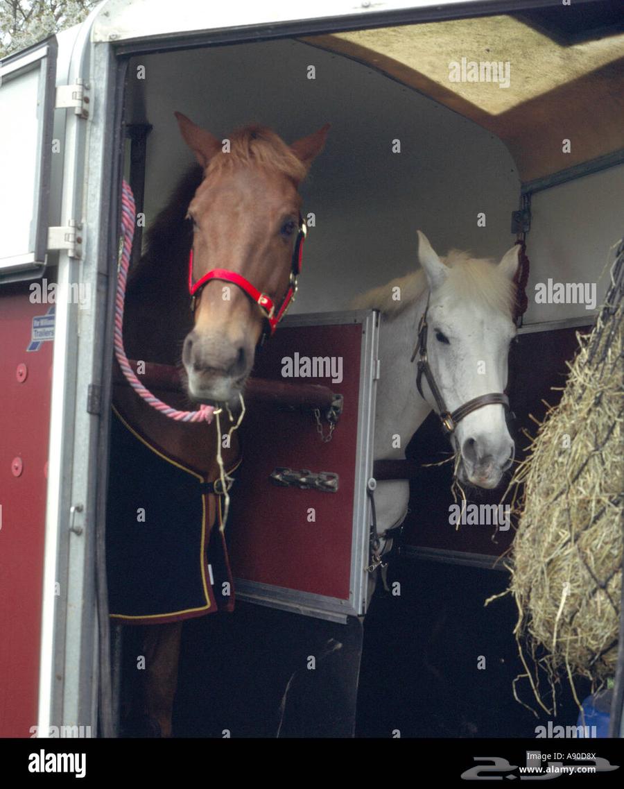 عربة نقل خيل بحائل64497551213185111