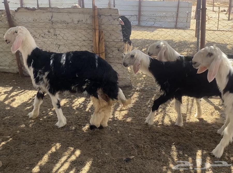 رخال نجد مقاني (( تم البيع ))64499507631617111