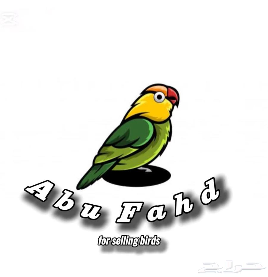 فرخ روز البينو هدد قطنه64493934043778113