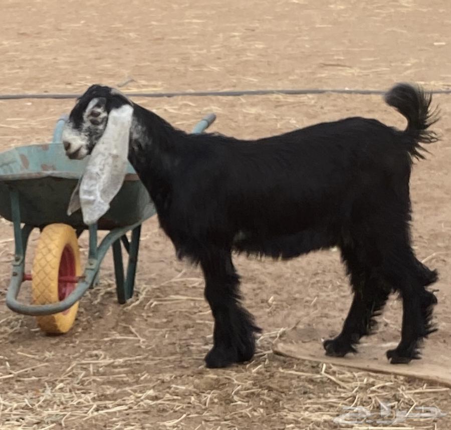 تم البيع  للبيع جفار عوارض صنف تيس مشروع فحل64500036157825112