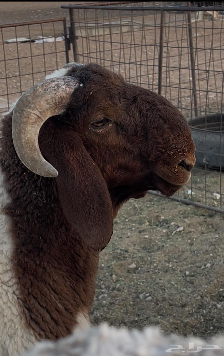 للبيع طلي فحل64500797966849110