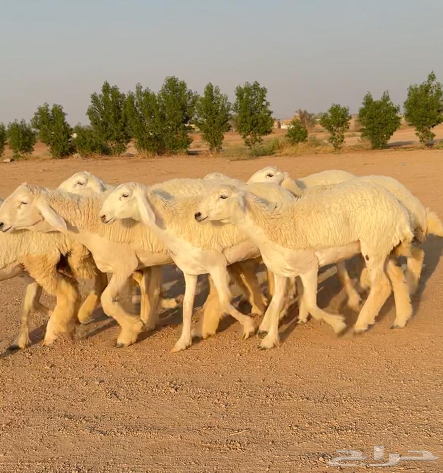 رخال حريات صنف الصنف نوادر 9 بالفحل رخال صنف ((تمم البيعع))64501340276354114