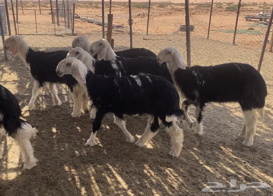 رخال نجد مقاني (( تم البيع ))64499507631617110