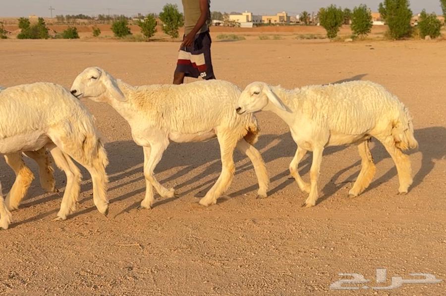 رخال حريات صنف الصنف نوادر 9 بالفحل رخال صنف ((تمم البيعع))64501340276354112