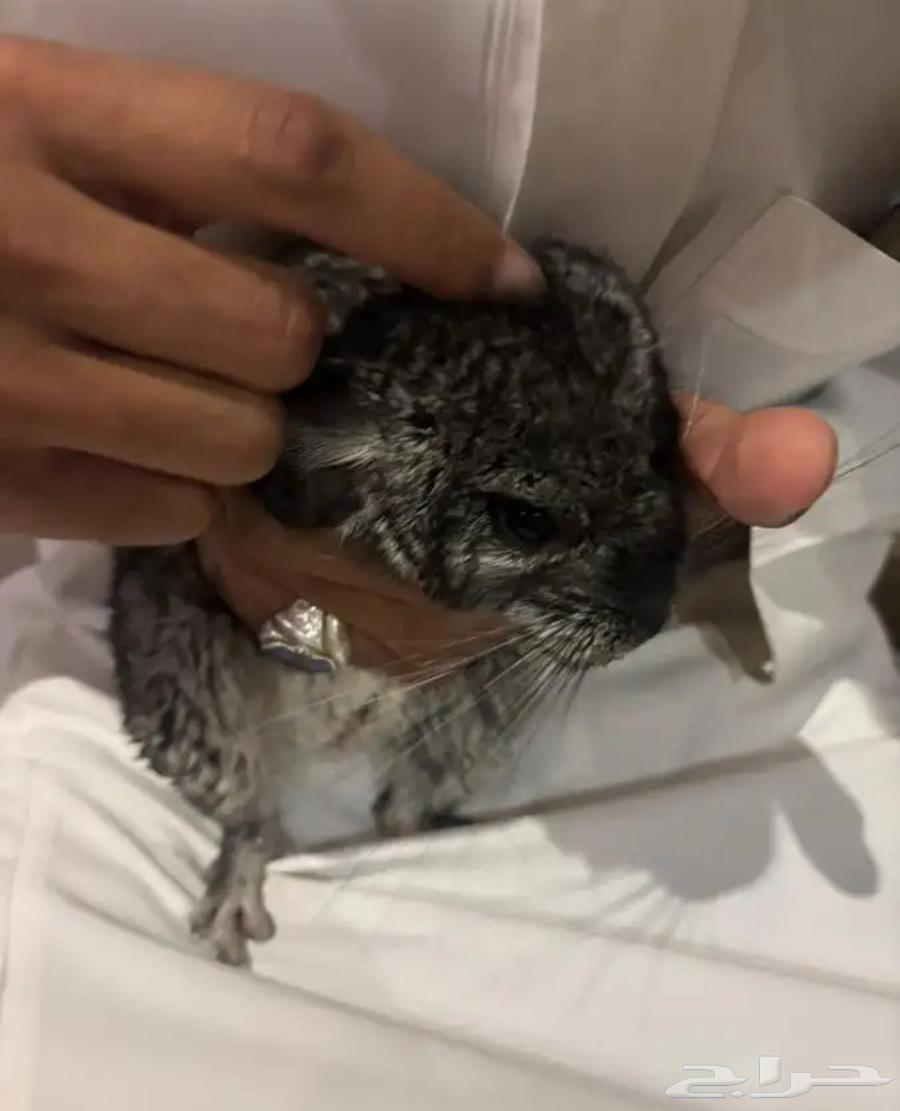 انثى شنشيلا64496986288514112