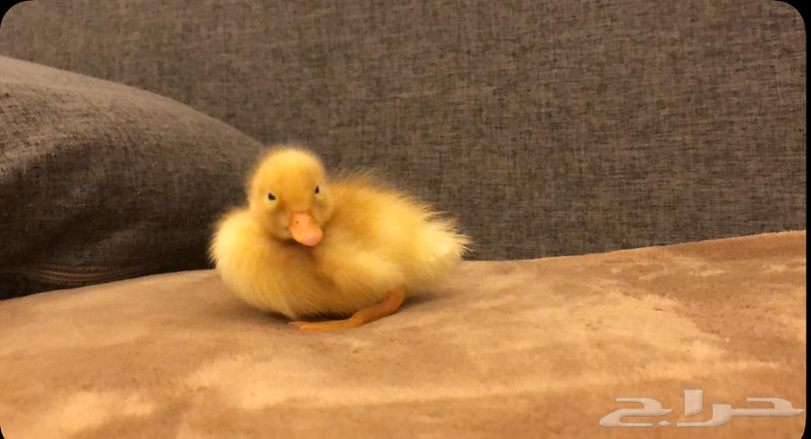 بط للبيع64501104748162111