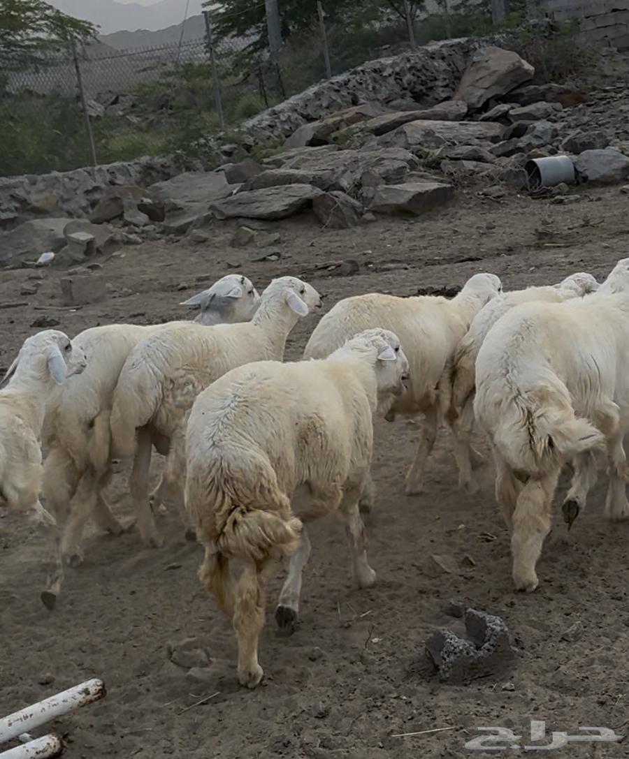 16 High-Quality Sheep for Sale (Sold)64497689511554111