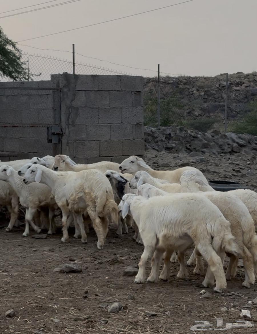 16 High-Quality Sheep for Sale (Sold)64497689511554113