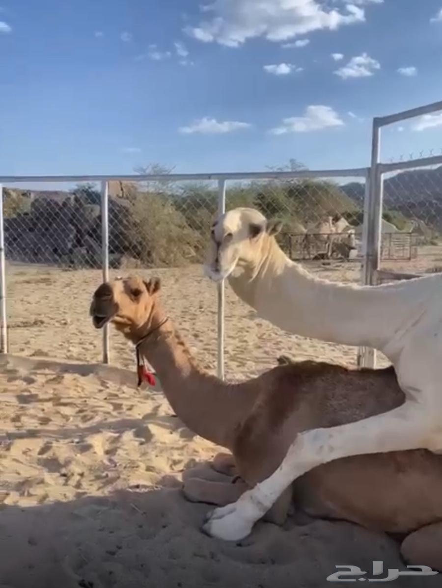 Red camel Kafou64499563388673110