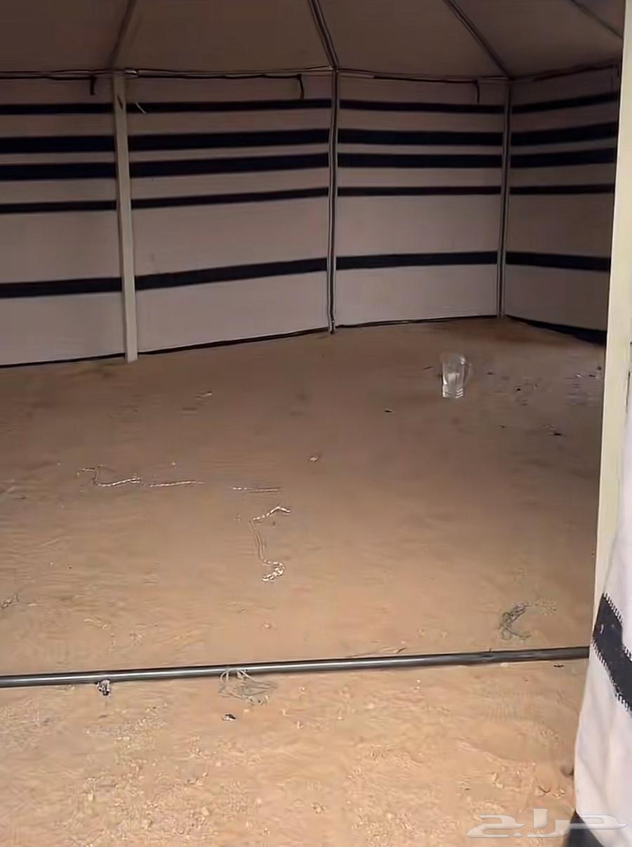 بيت قطن ابيض 11 ب 664496778390530111