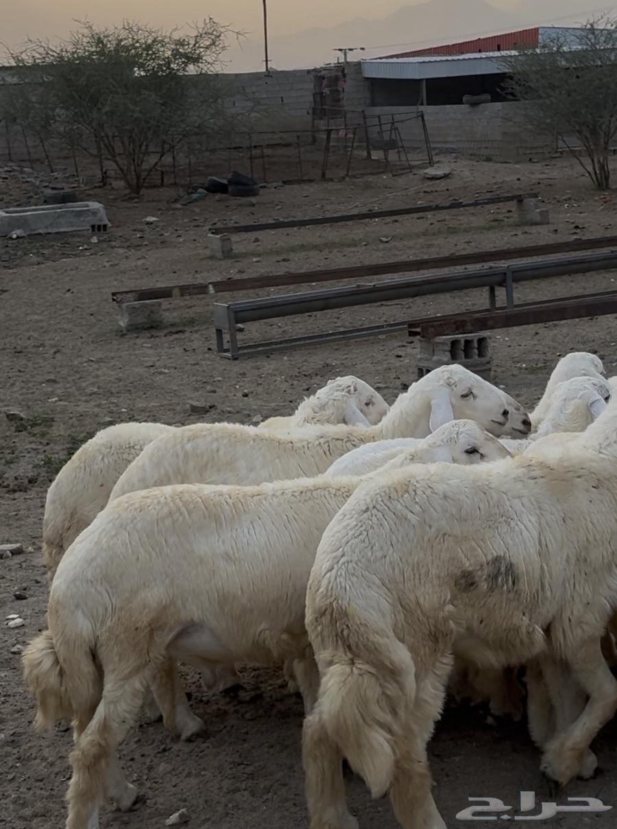 16 High-Quality Sheep for Sale (Sold)64497689511554110