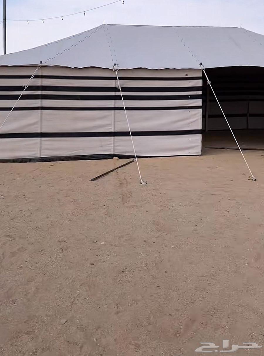 بيت قطن ابيض 11 ب 664496778390530112