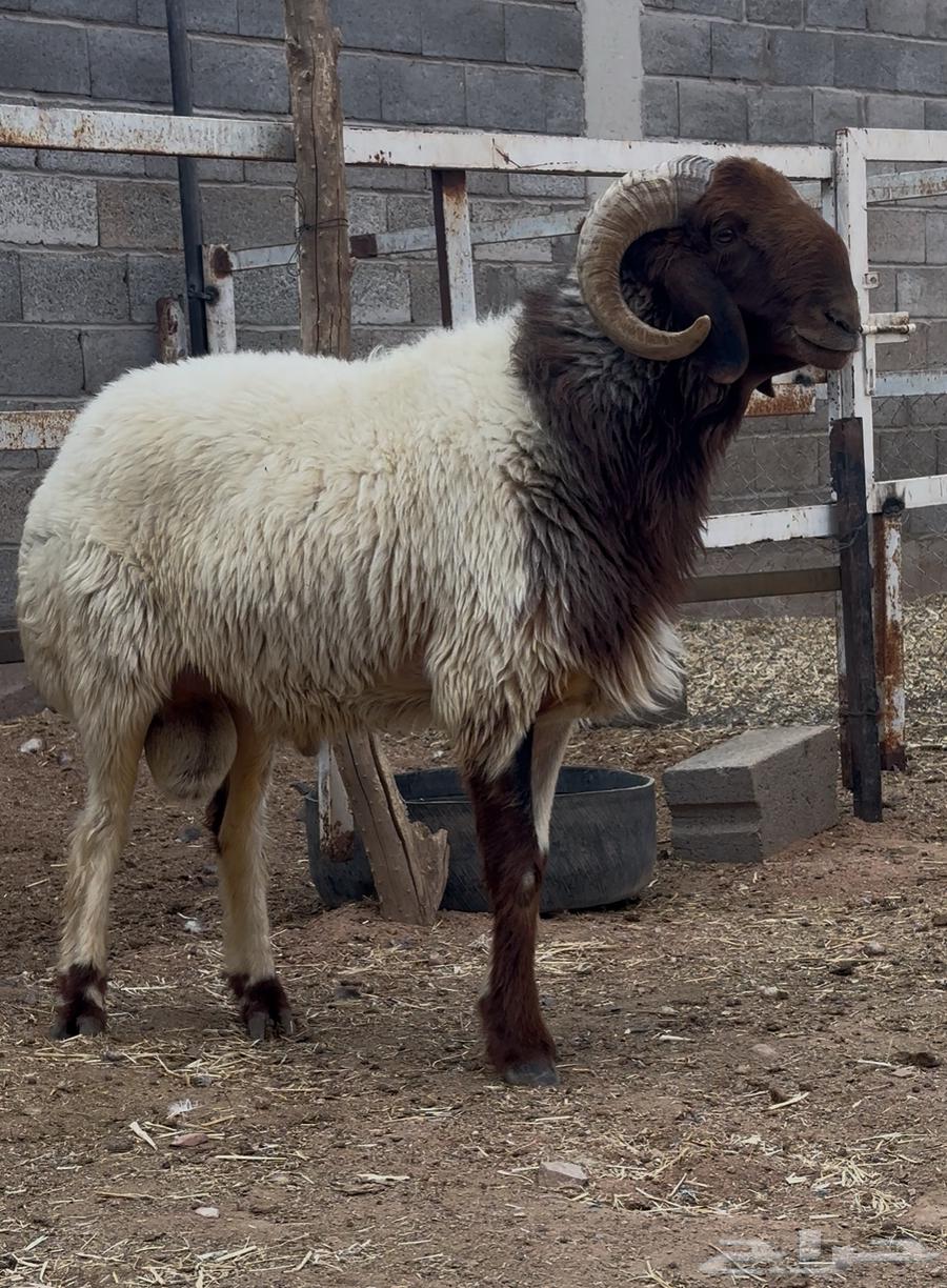 للبيع فحل نعيمي رباع جبر64448726817667112