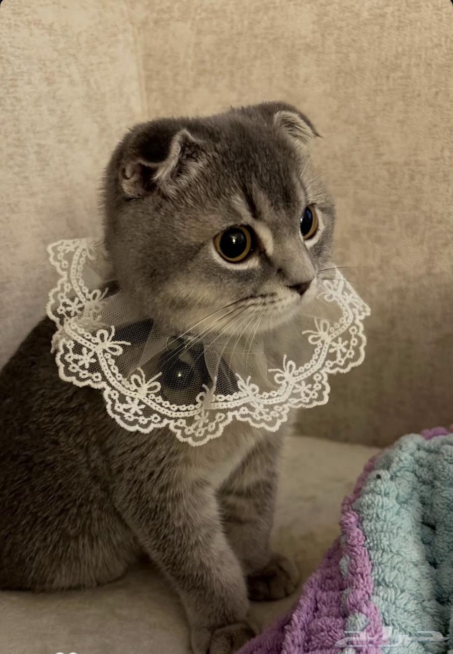 قط للبيع64500243178627113