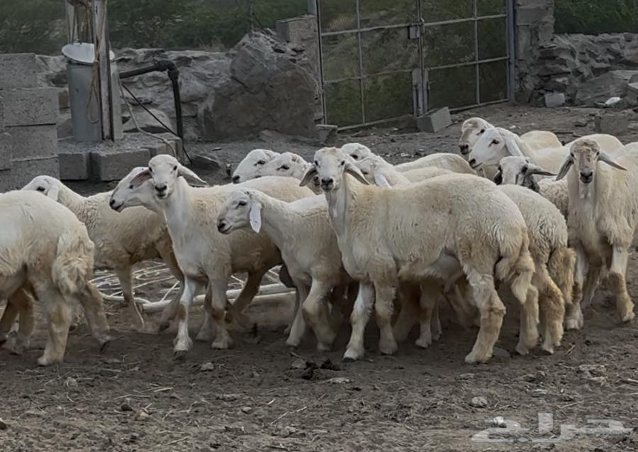 16 High-Quality Sheep for Sale (Sold)64497689511554112