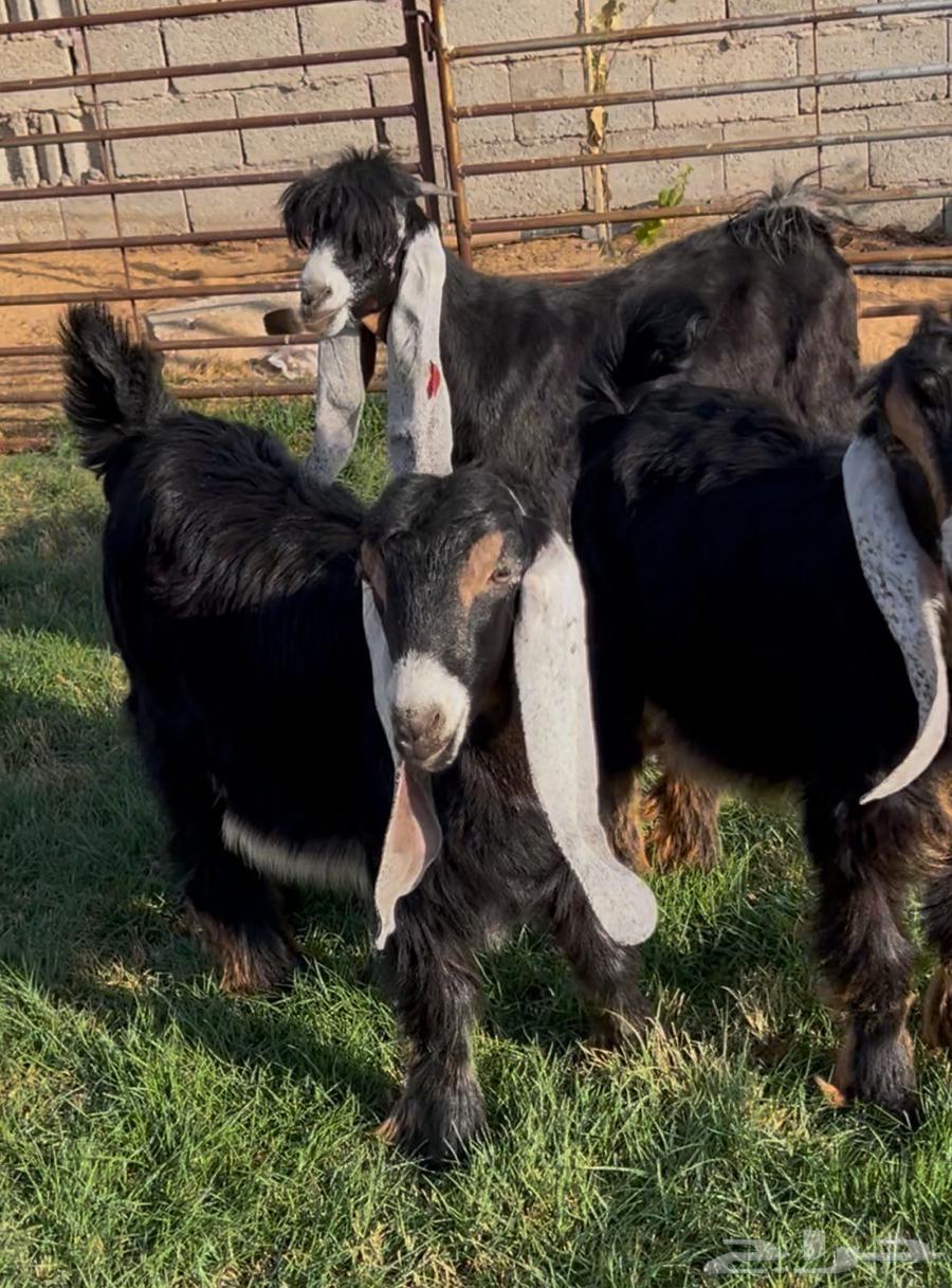 Goats and a buck perfume64502183403393110