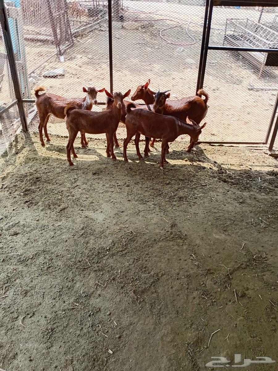 جفار محايليه للبيع64497207199619112