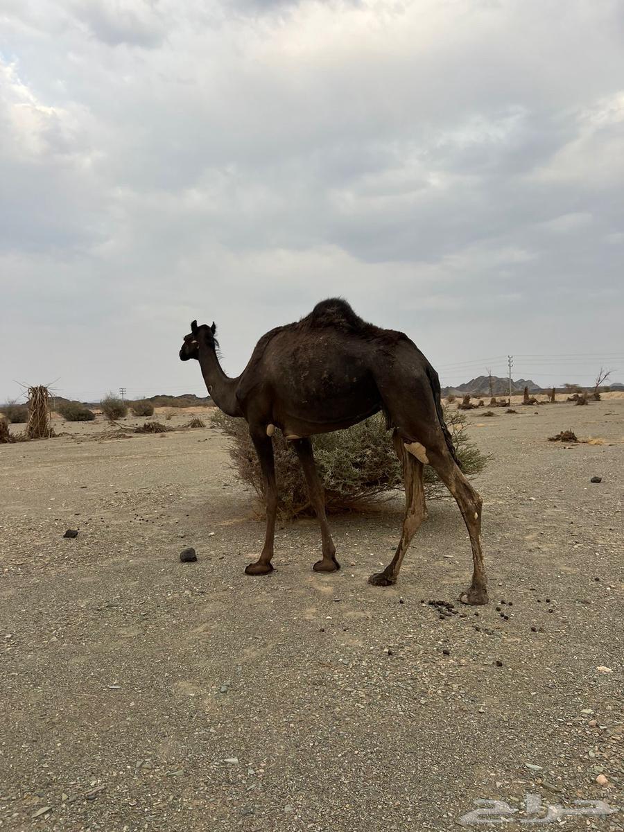 للبيع بكره64501451271553114