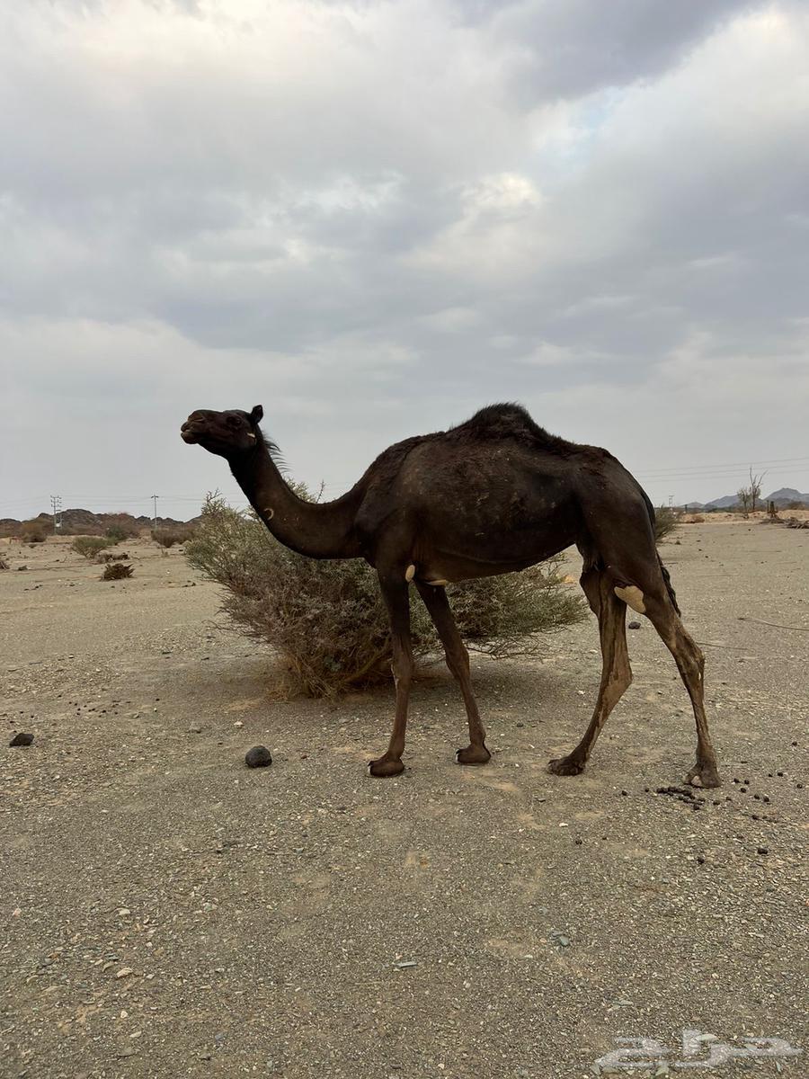 للبيع بكره64501451271553113