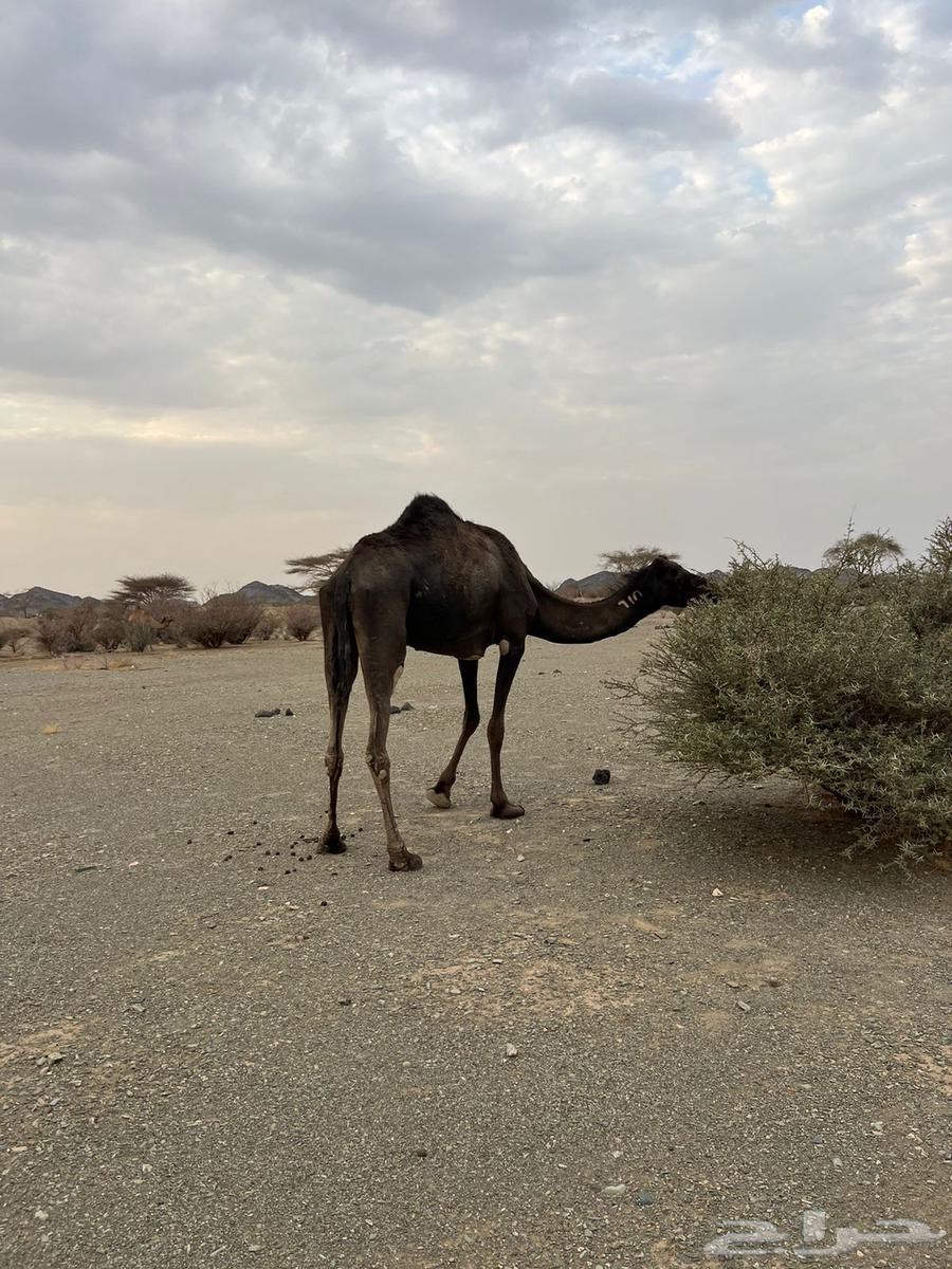 للبيع بكره64501451271553110