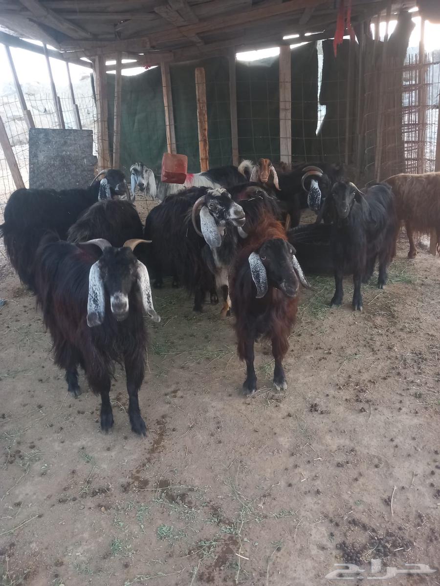 معزا عوارض للبيع تم البيع64496159859074110