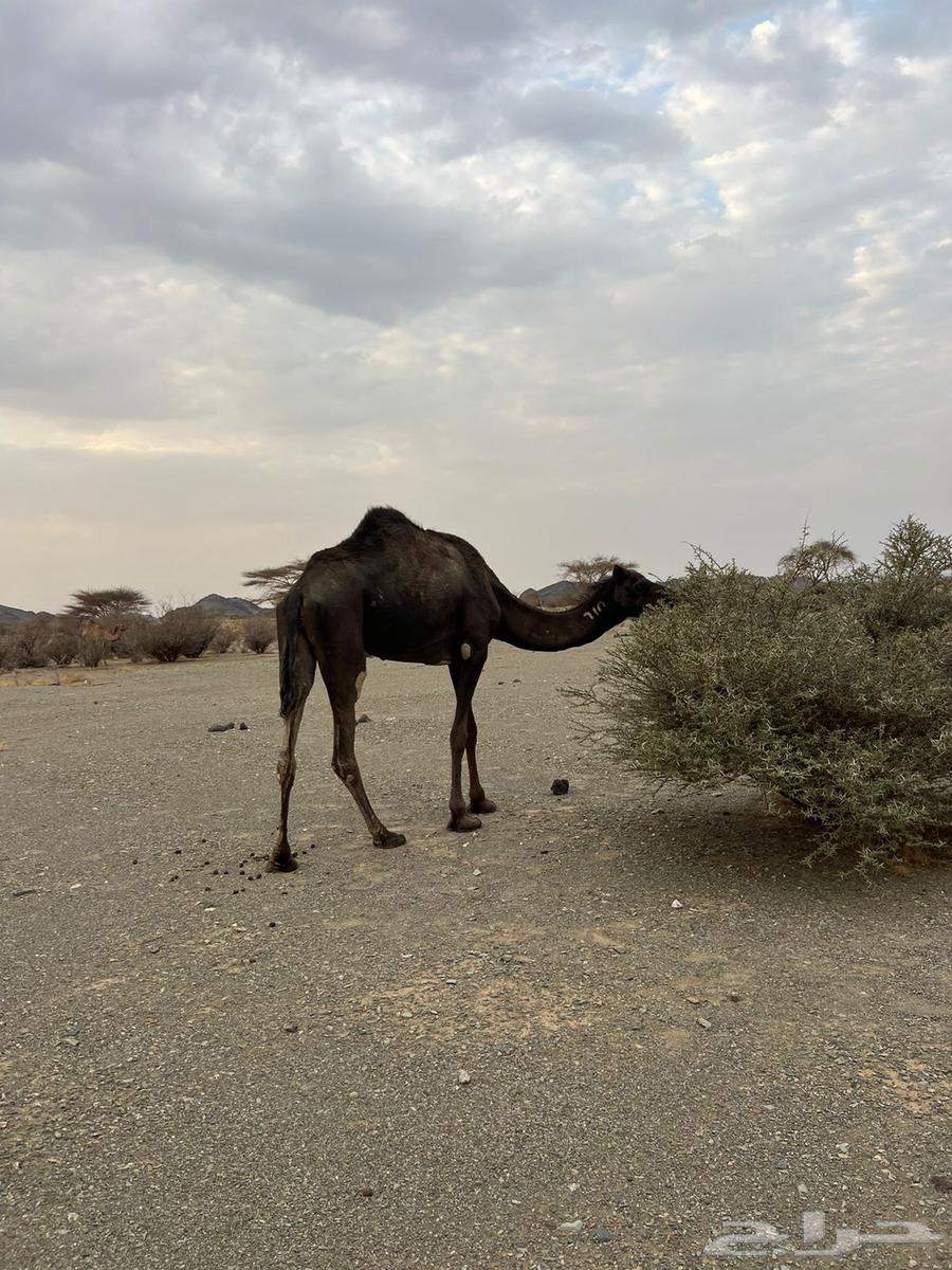 للبيع بكره64501451271553111