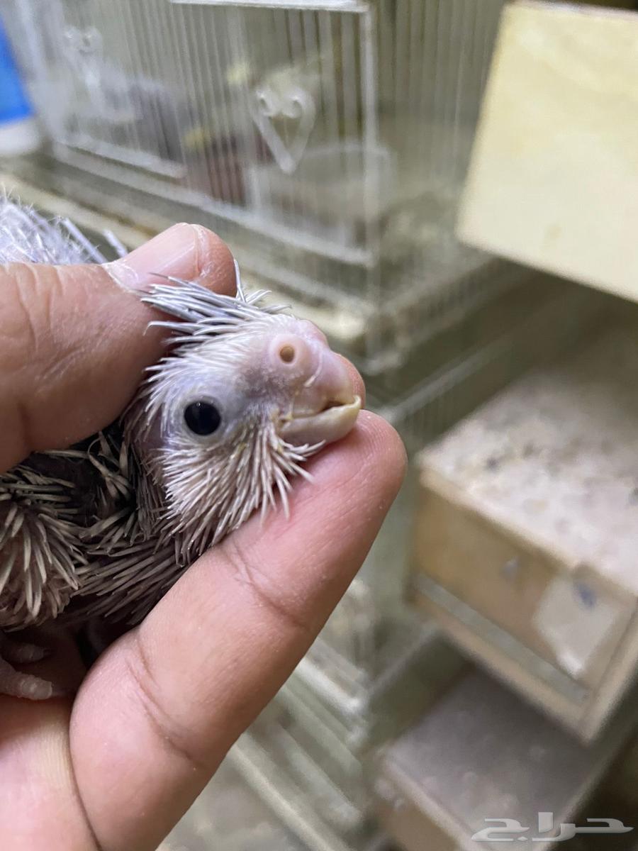 ( تم البيع ) فروخ كوكتيل ( كروان ) جاهزة للغر والتدريب64501921757570113