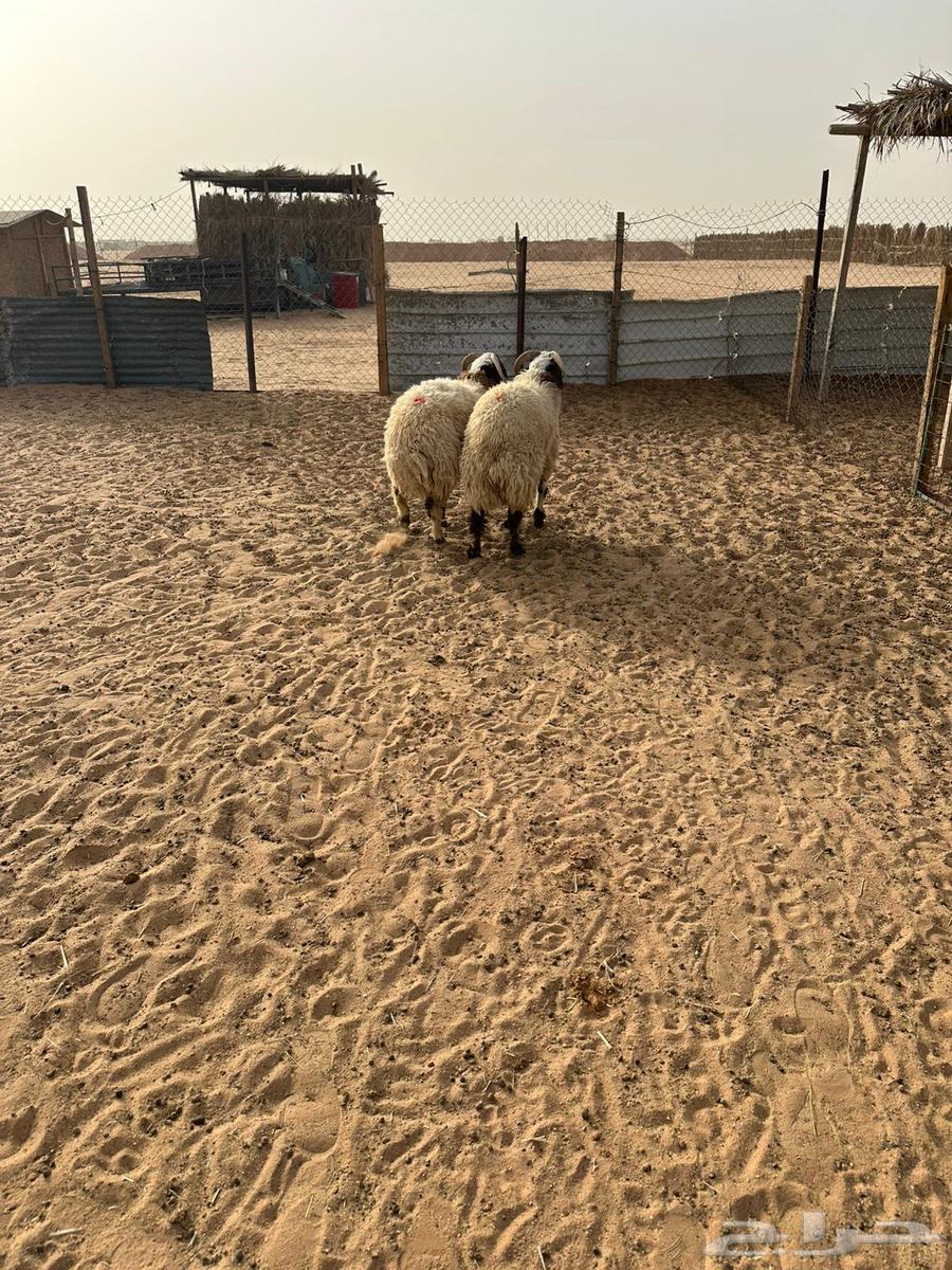 Sheep for sale64498715295747113