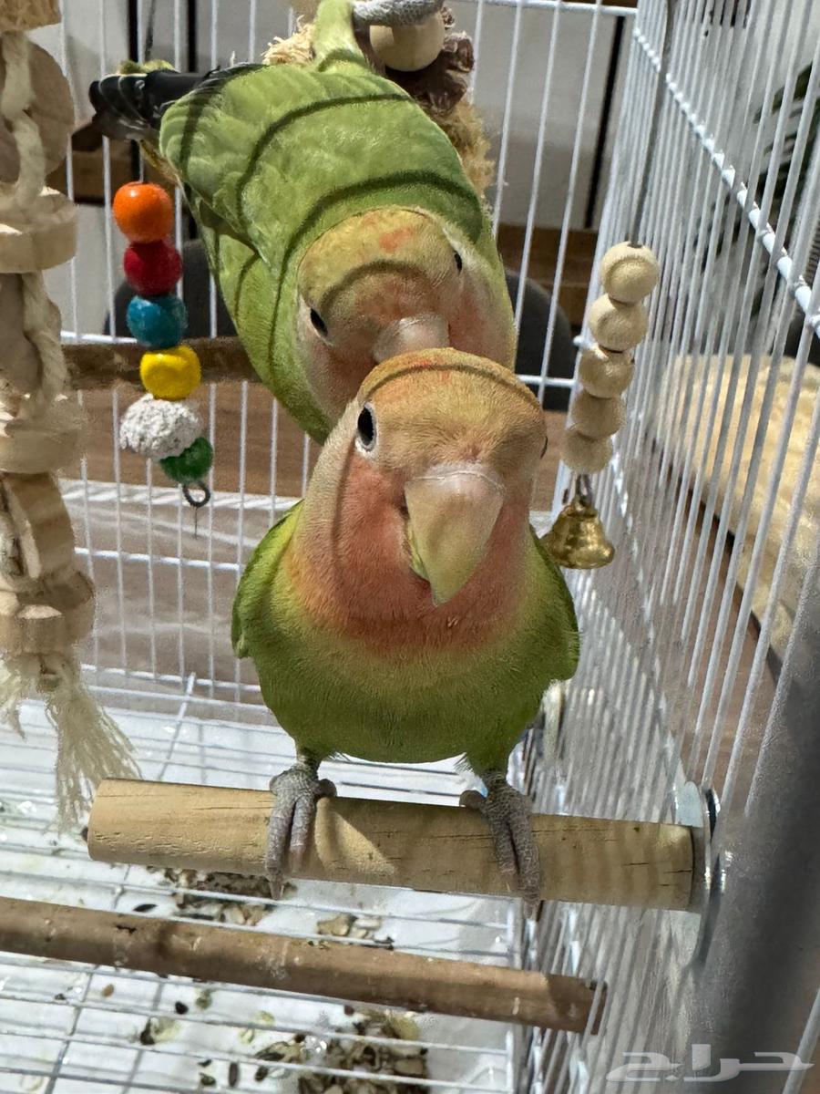 2 عصافير روز (Lovebirds)64501021536897110
