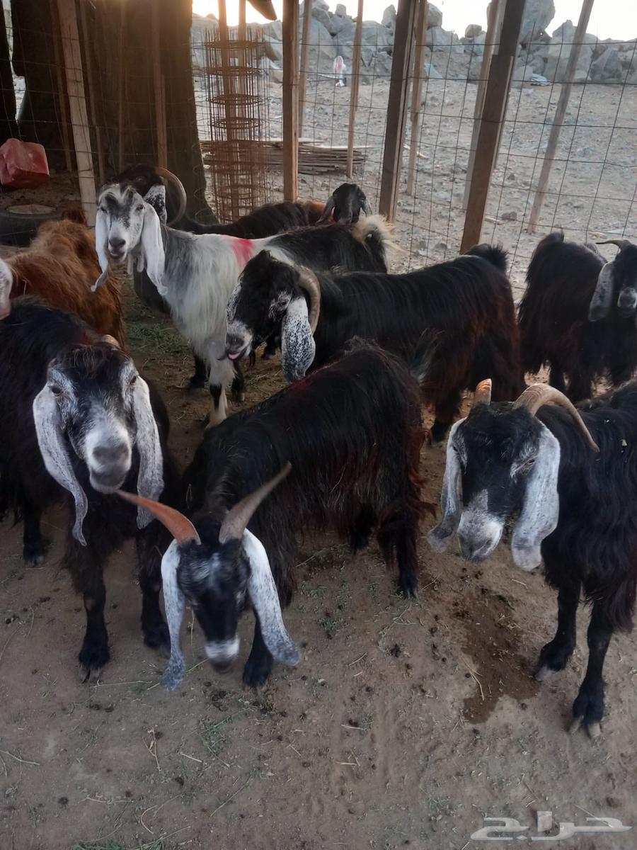 معزا عوارض للبيع تم البيع64496159859074111