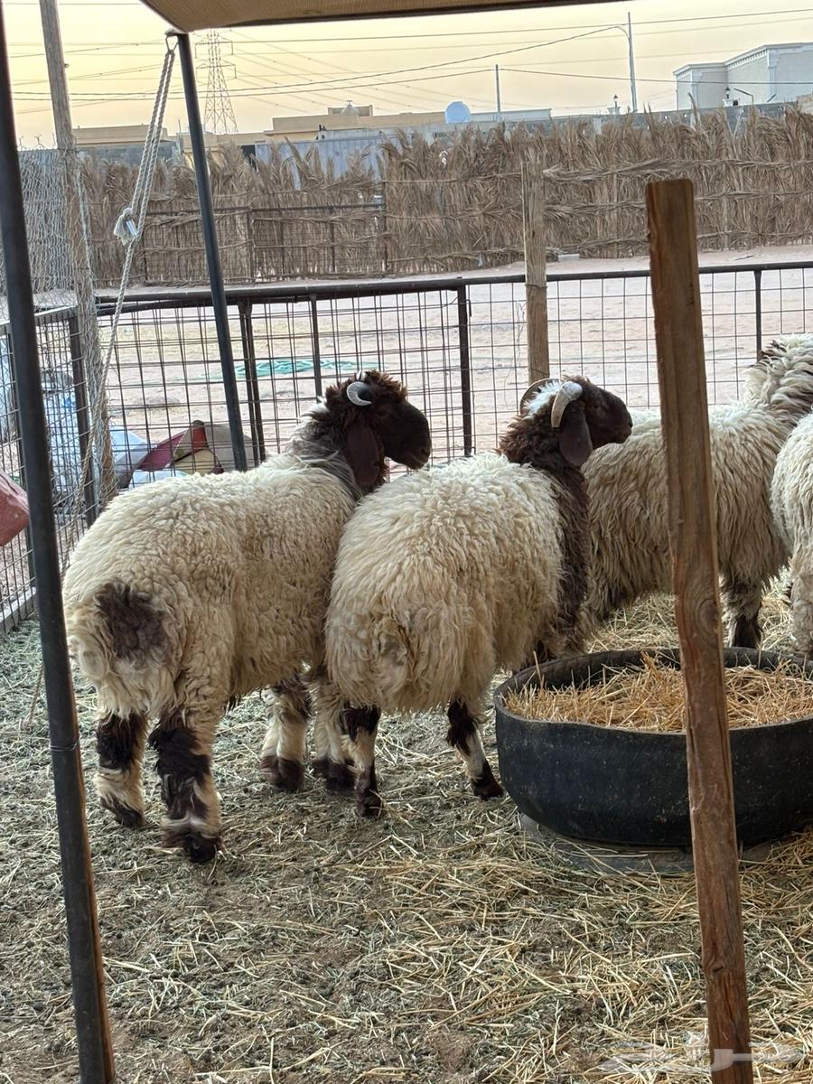 For sale, two Naeem sheep have been sold64501090903043111