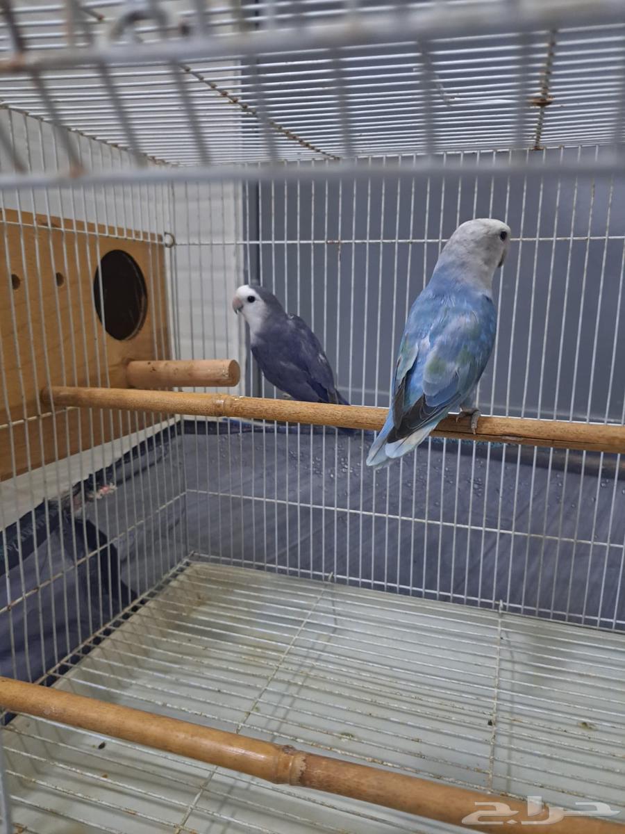 Nut of the day64497952000386110