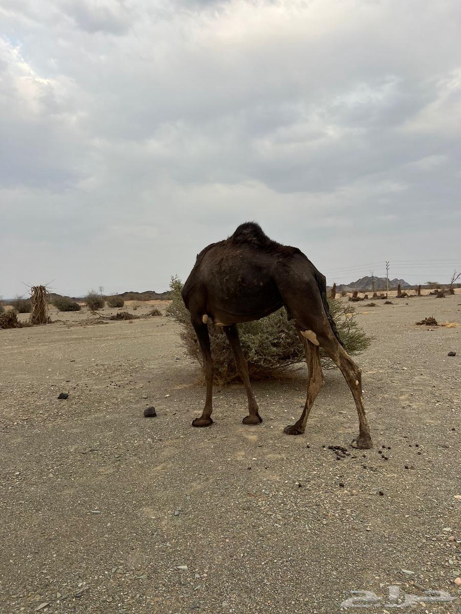 للبيع بكره64501451271553112